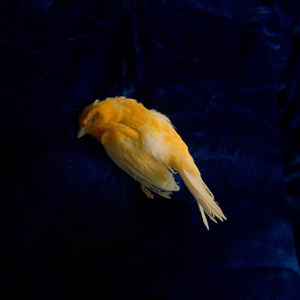 三女兵被黑人糟蹋的后续
